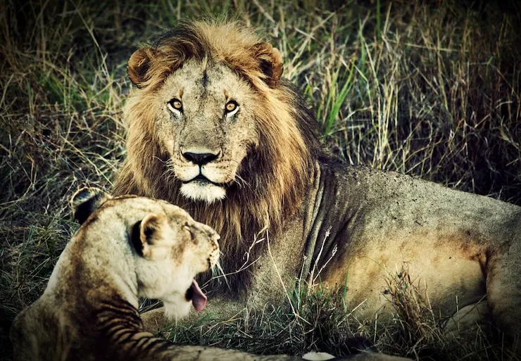 Male Lion Resting Beside Lioness in the Wild Grasslands