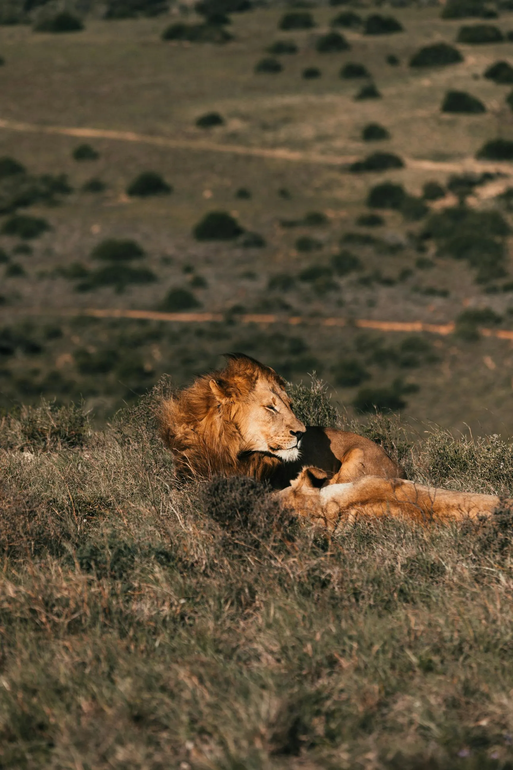 Male Lion Resting in Grasslands African Wildlife Wallpaper