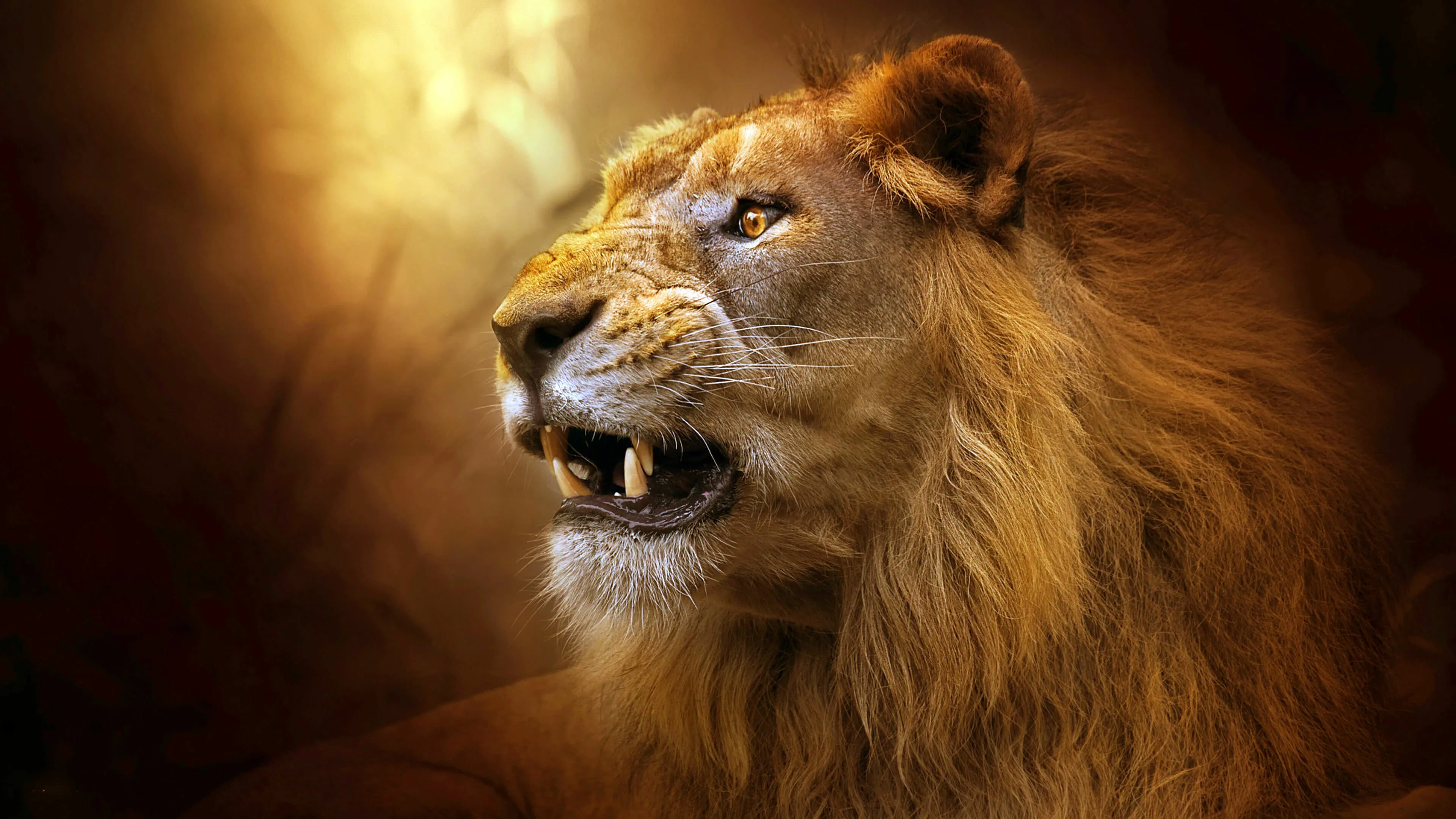 Male Lion Roaring in Golden Light Wildlife Photography