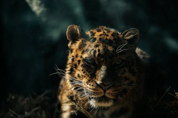 Mysterious Leopard Sitting Quietly in the Dark Forest