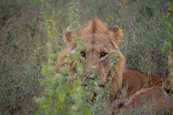 Old Lion Sitting on the Grass Wildlife Photography Wallpaper