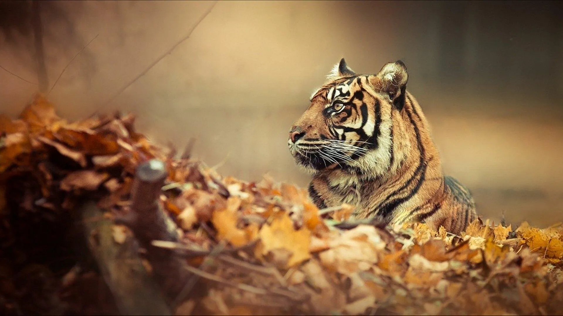 Peaceful Tiger In Jungle 4K Aggressive Wallpaper Free Download