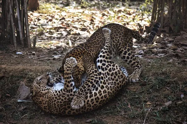 Playful Leopards Wrestling and Tumbling on the Forest Floor