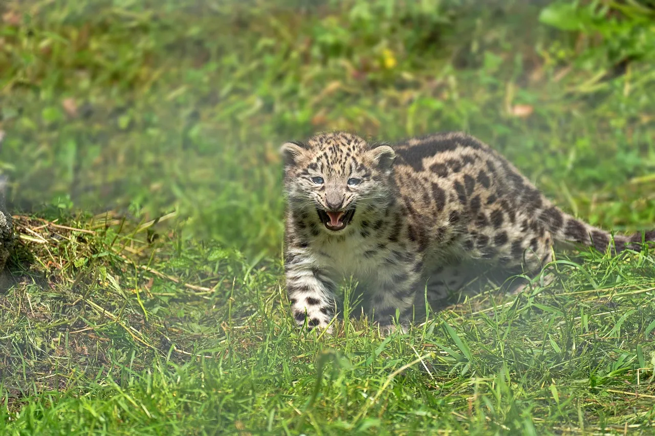 Playful Snow Leopard Cub Roaring in the Grass HD Wallpaper