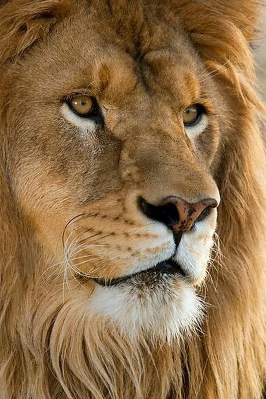 Portrait Image of Lion Face Close Up HD Free Wallpaper