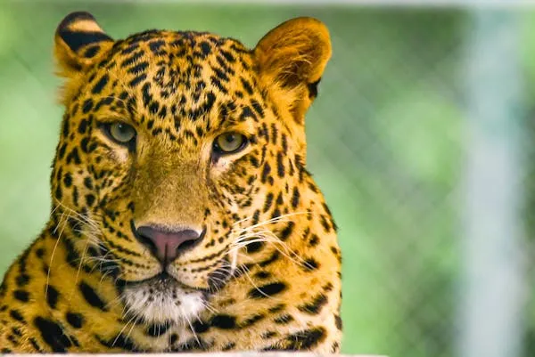 Portrait of Leopard Looking Calmly Wild Animal Wallpaper