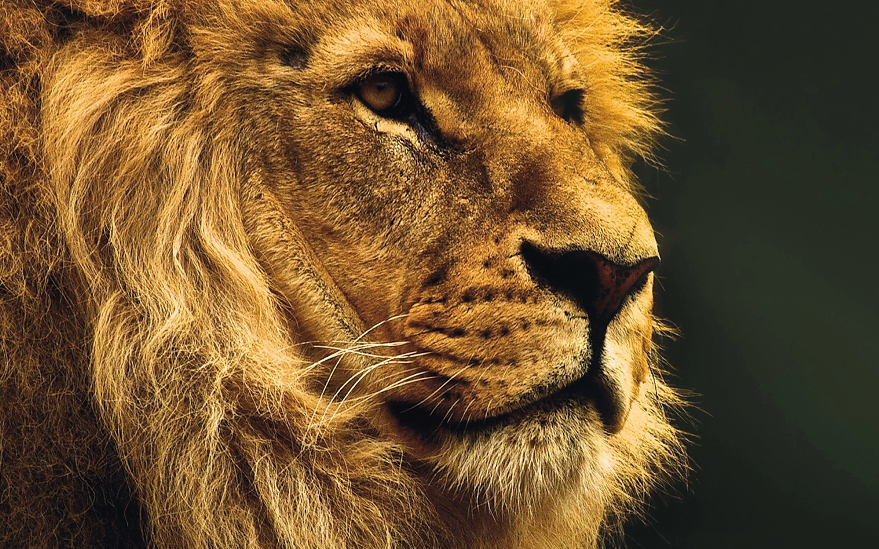 Portrait of a Majestic Lion Powerful King of the Jungle