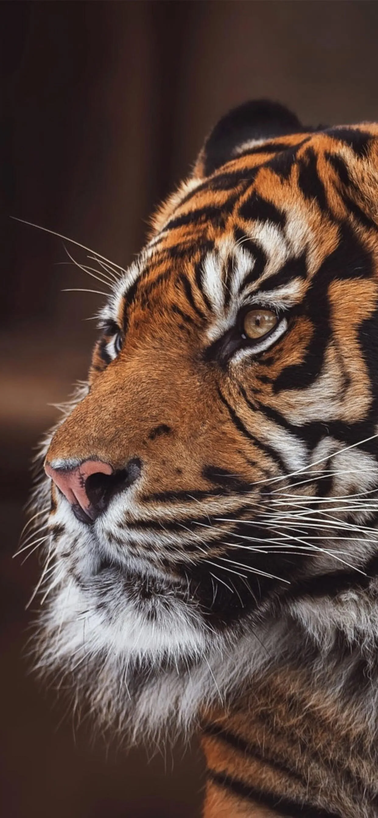 Portrait Tiger 4K Image Wildlife Wallpaper Free Download