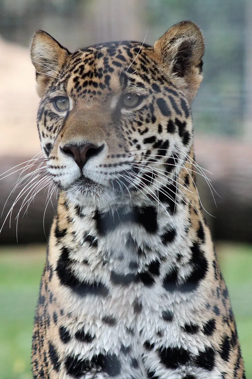 Powerful Jaguar Looking Intensity Natural Habitat Wallpaper