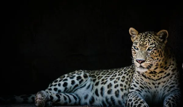 Powerful Leopard Lying Calmly on Dark Smooth Surface