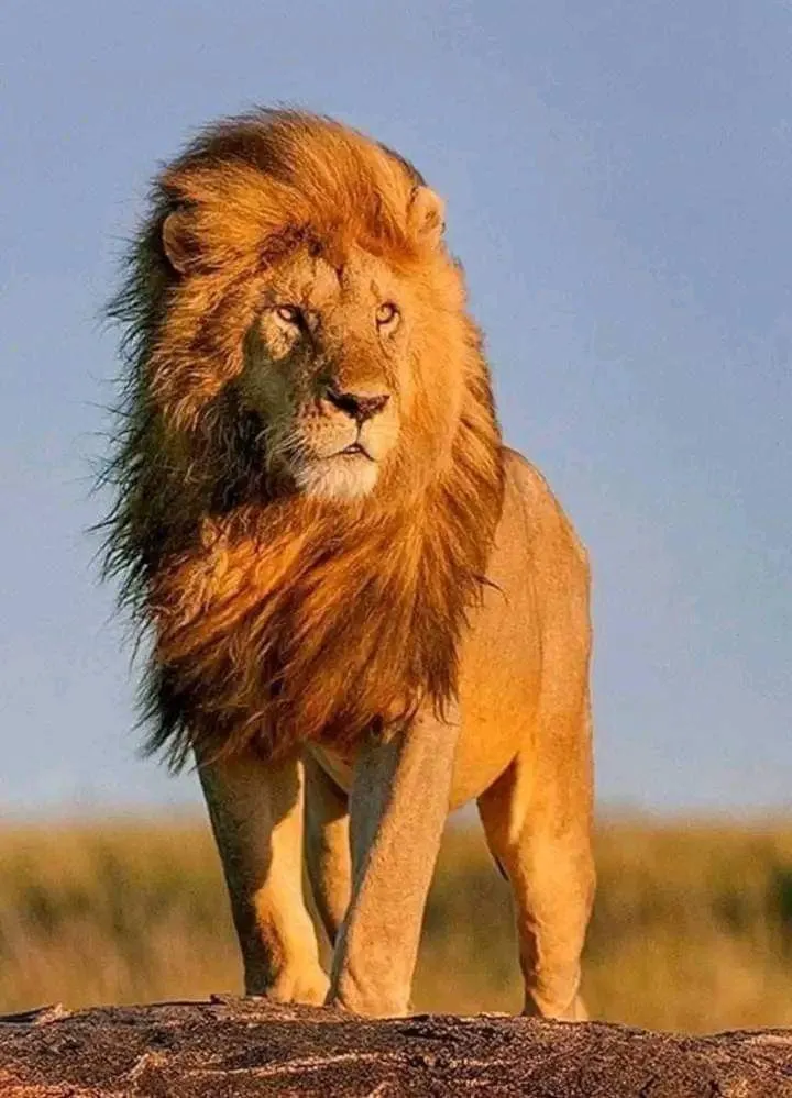 Powerful Lion Standing on Rock in Golden Sunset Wallpaper