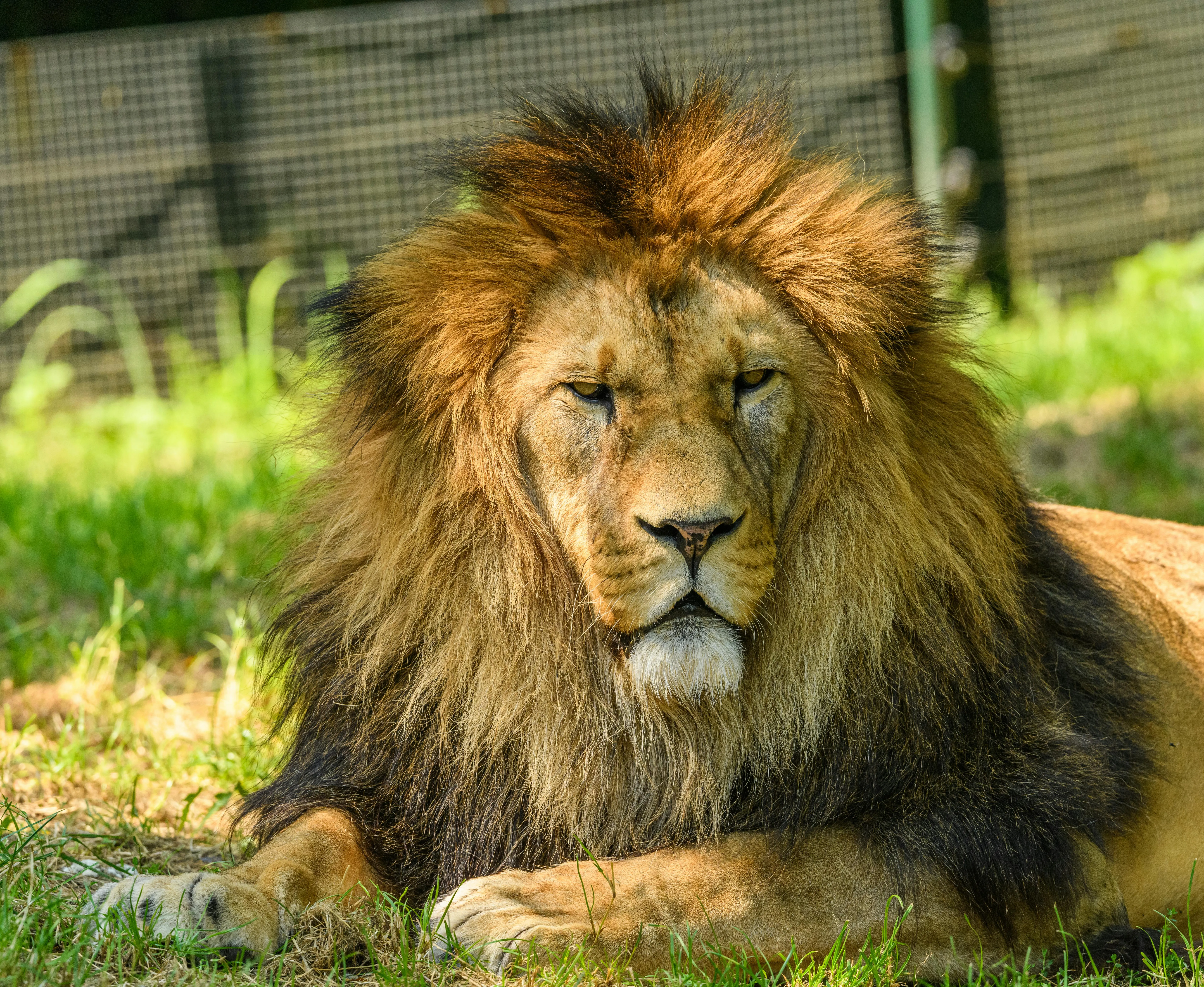 Powerful Male Lion Resting on Grass in Natural Habitat