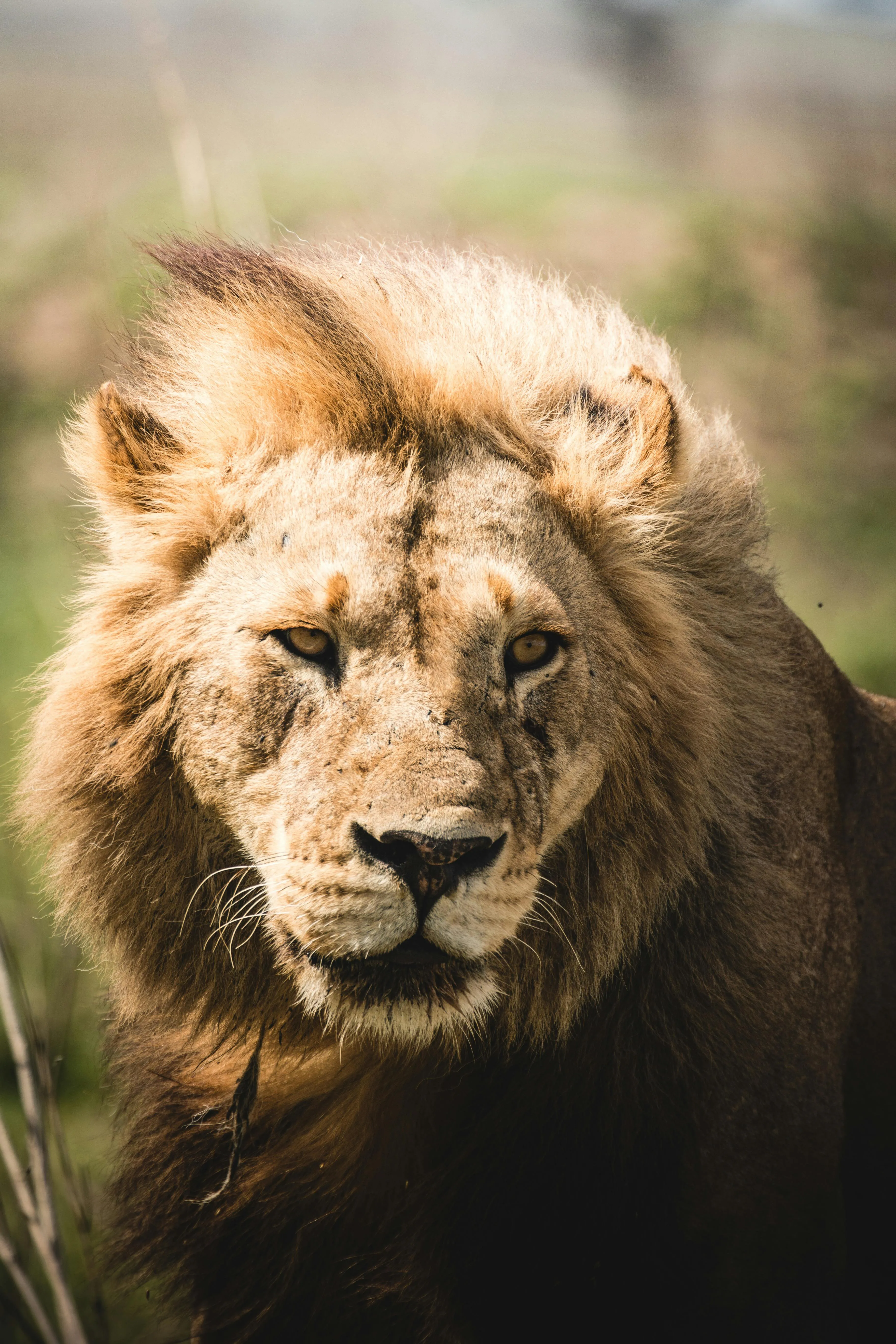 Powerful Male Lion in the Wild Closeup Safari Photography