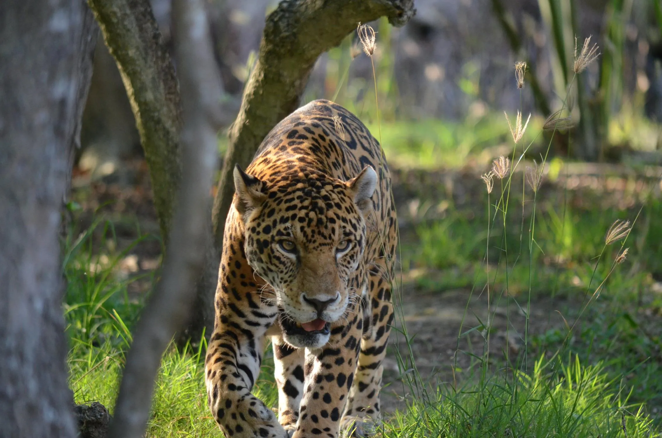 Powerful Predator Leopard on the Hunt in Sunlight Forest