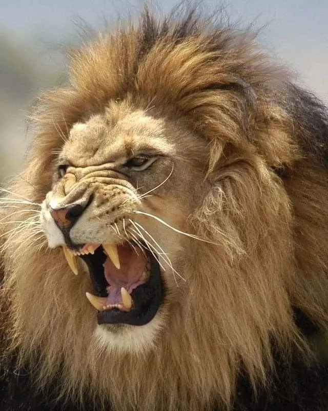 Powerful Roaring Expression of Lion Close Up Wallpaper