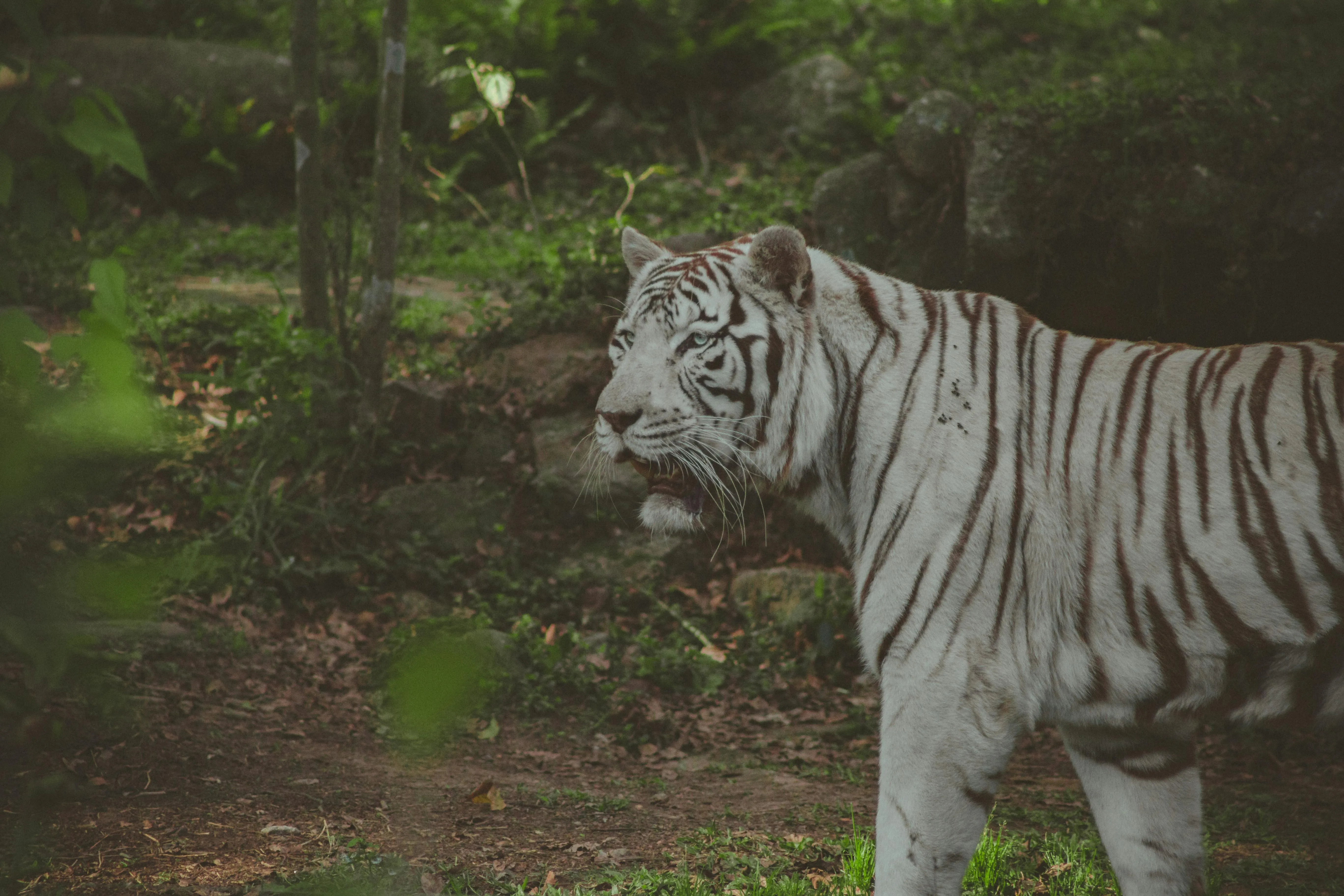 Powerful Roaring Image Of A White Tiger HD Tiger Wallpaper
