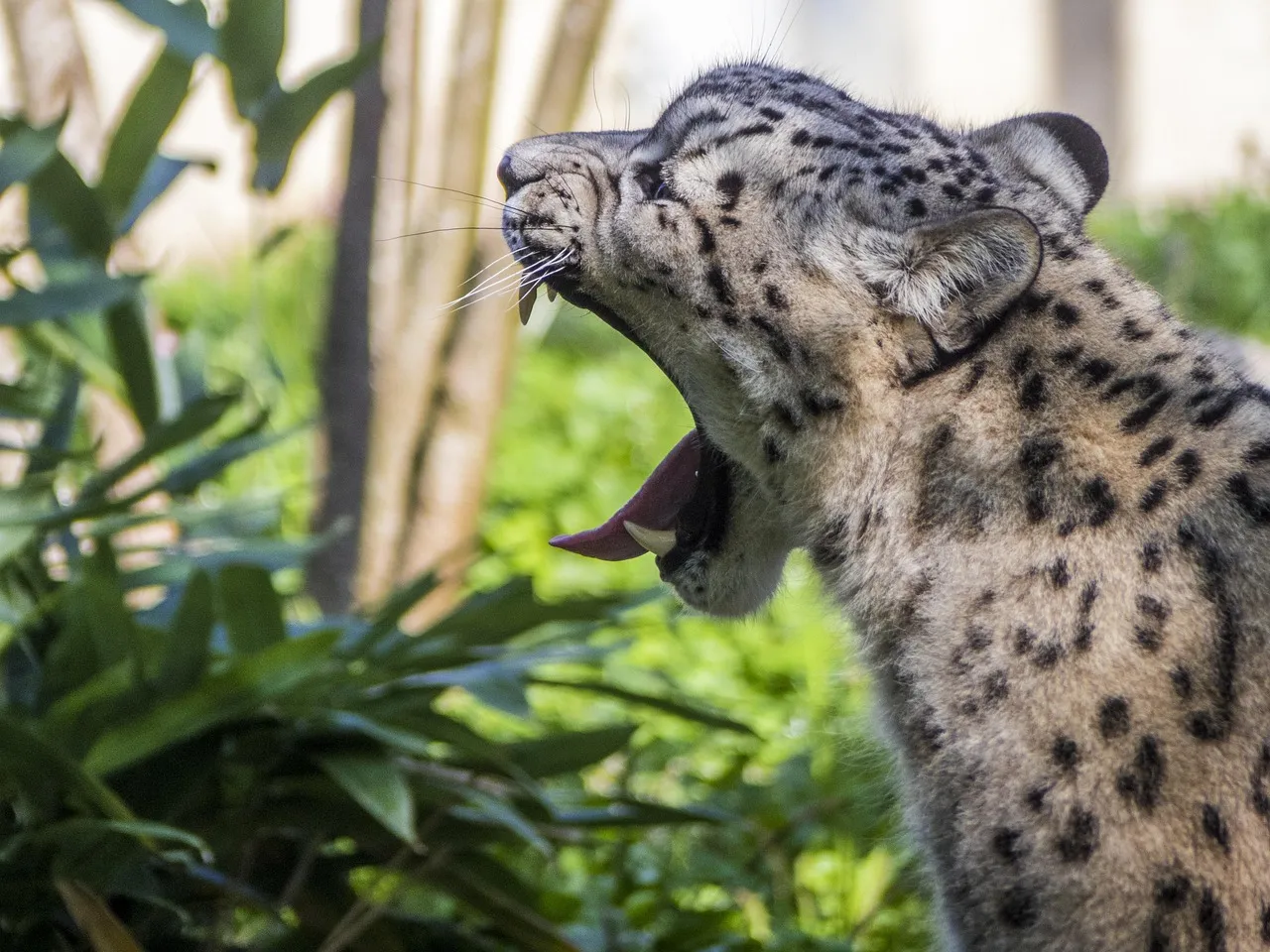 Powerful Snow Leopard Yawning Side View HD Free Wallpaper