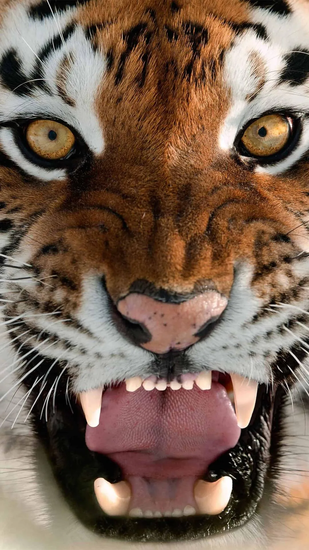 Powerful Tiger Roar Wildlife Action Picture For Mobile