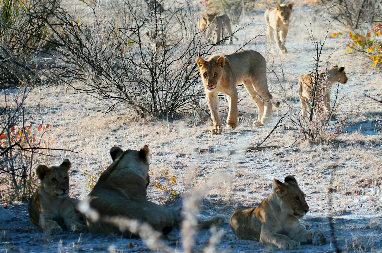 Pride of Lions Resting and Walking in African Forest Picture