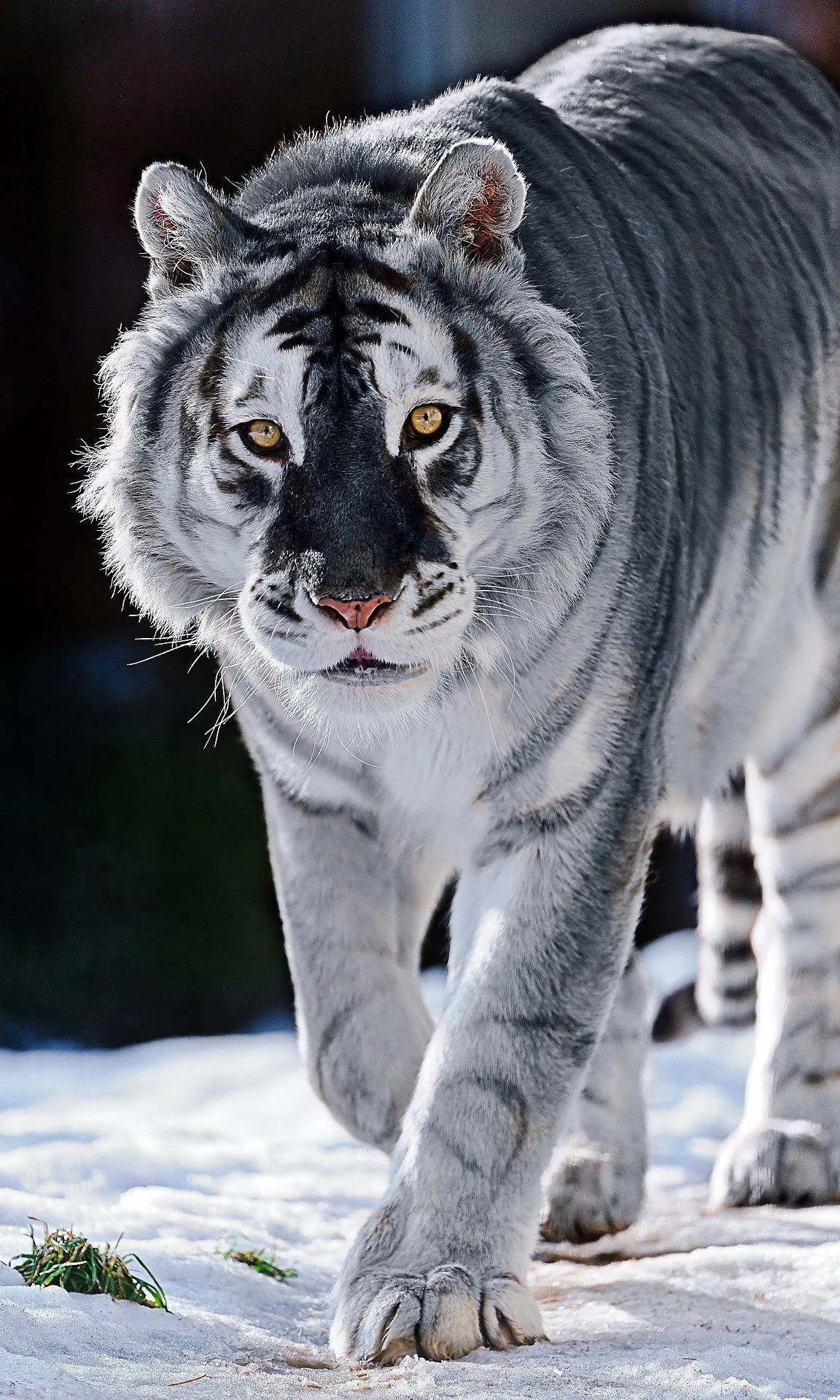 Rare Image Of A Tiger In White And Gray Colour 4K Wallpaper