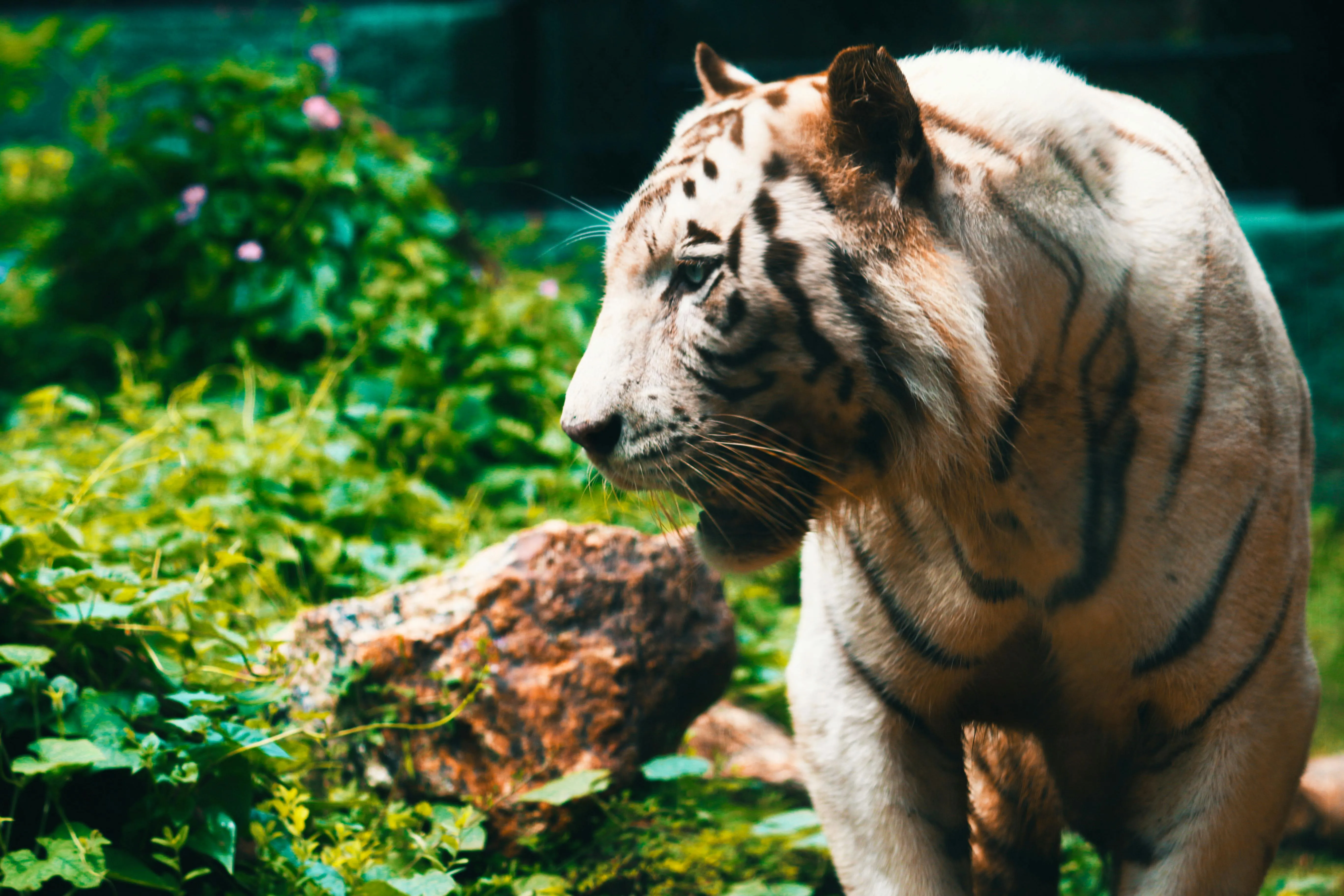 Rare Image Of A White Tiger In The Forest HD Free Wallpaper