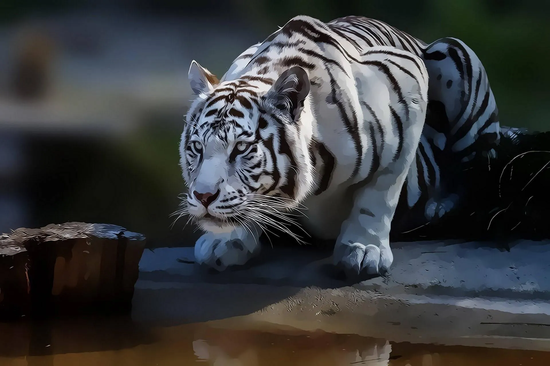 Rare Image Of White Tiger Drinking Water In Forest HD Image