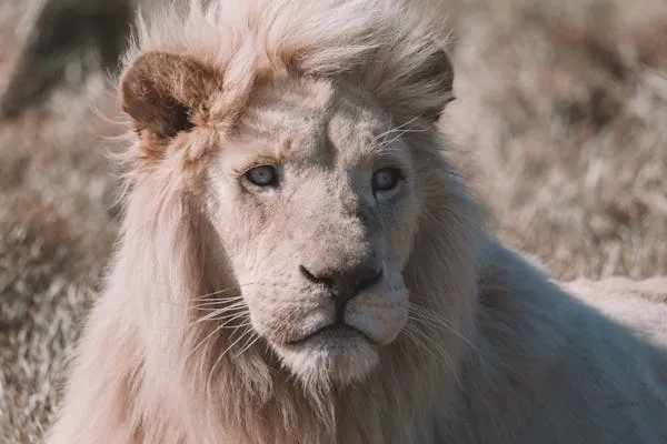 Rare White Lion Cute Close Up HD Free Desktop Wallpaper