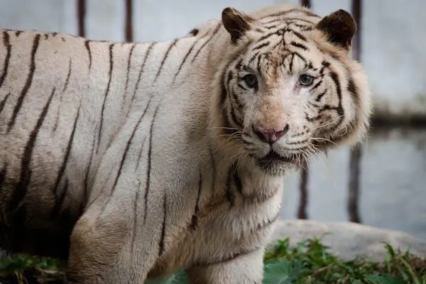 Rare White Tiger Image In HD Free Download For Desktop