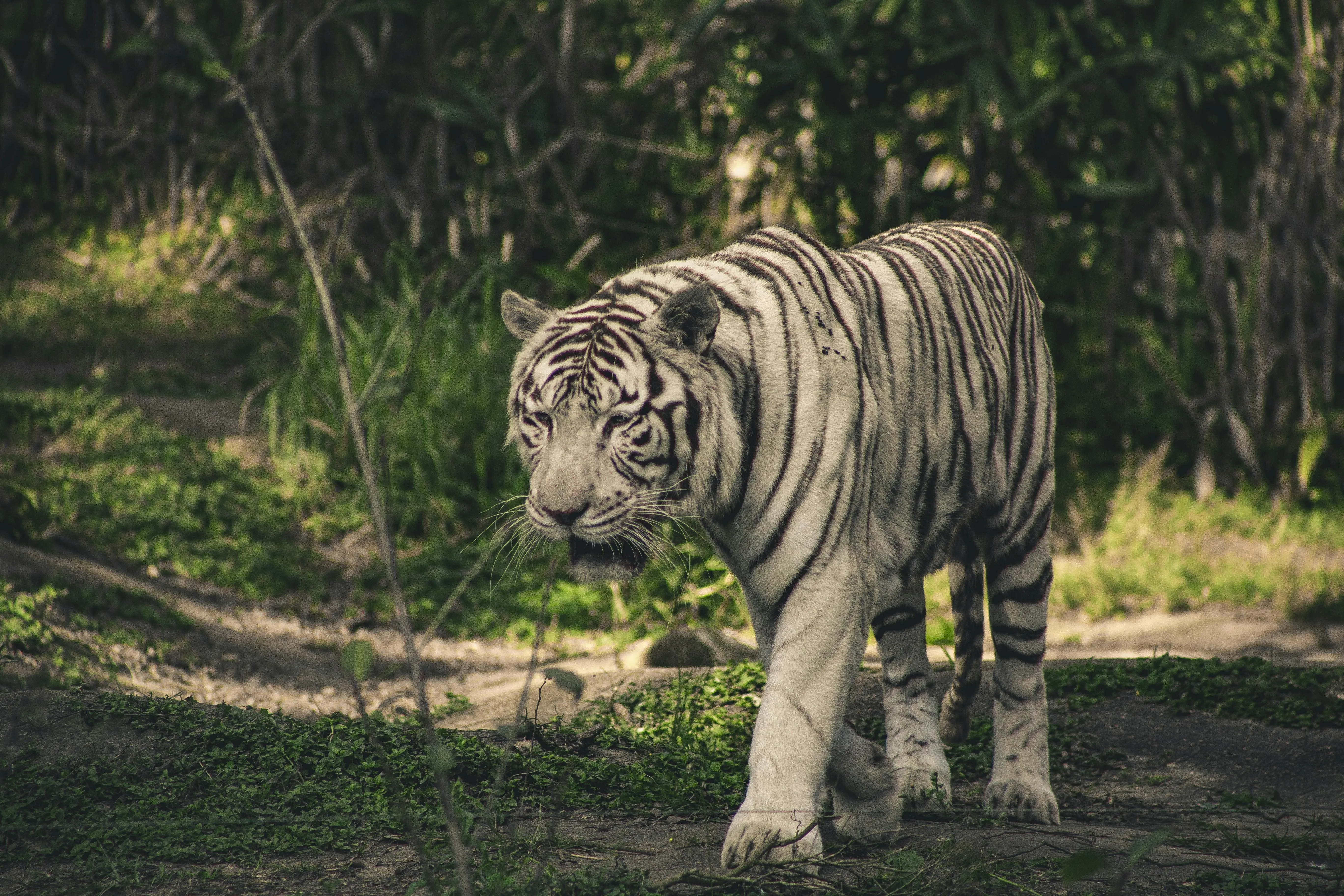 Rare White Tiger Wallpaper Walking Forest HD For Desktop