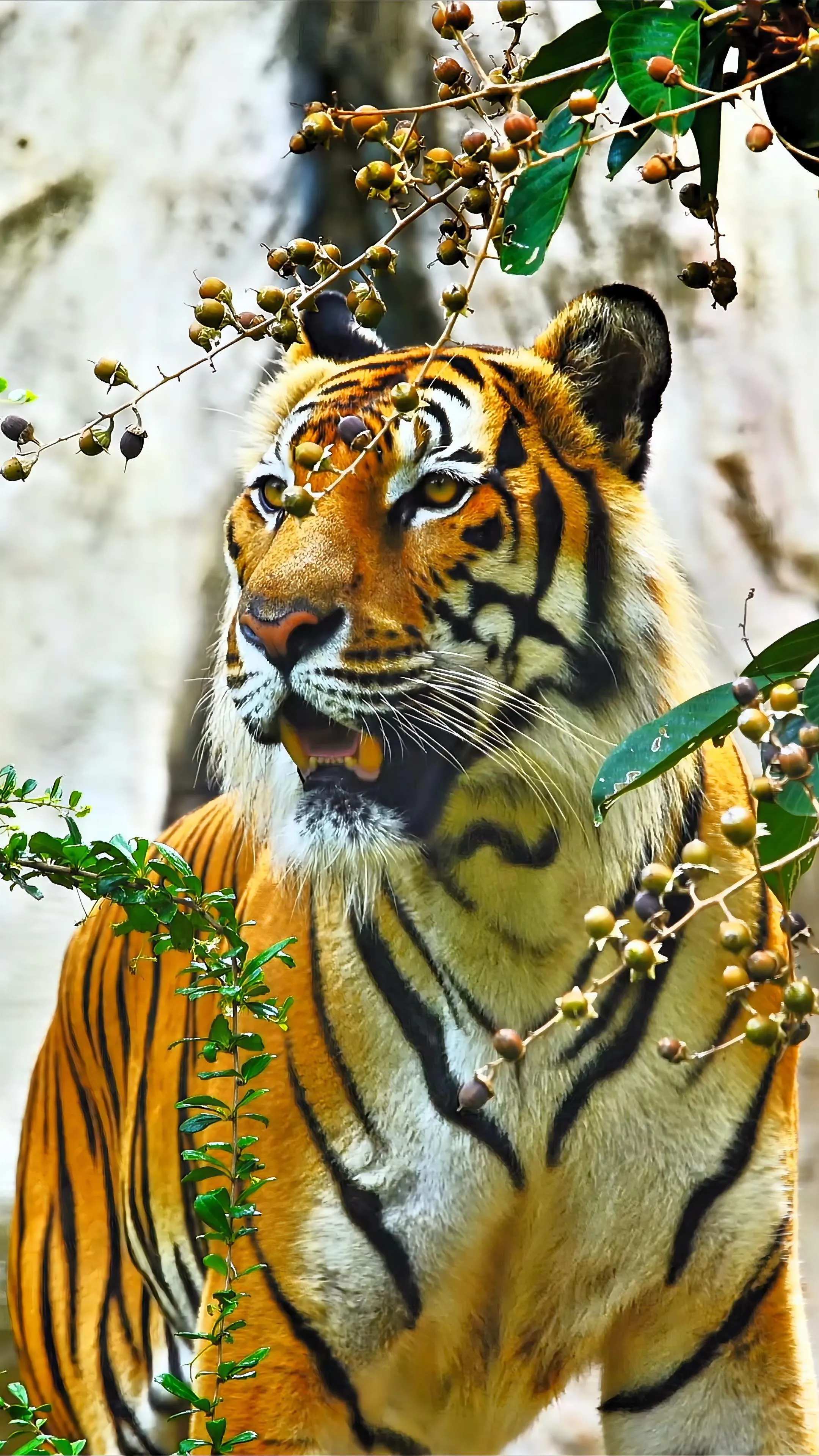 Realistic Tiger Sees Its Target Wildlife Background Image