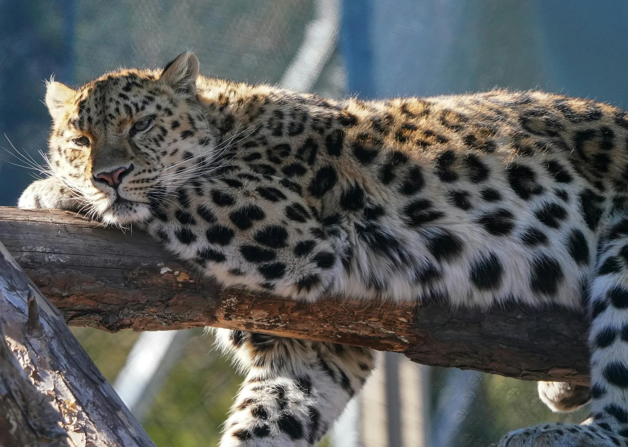 Regal Leopard Lying in Tree Wild Animal Wallpaper