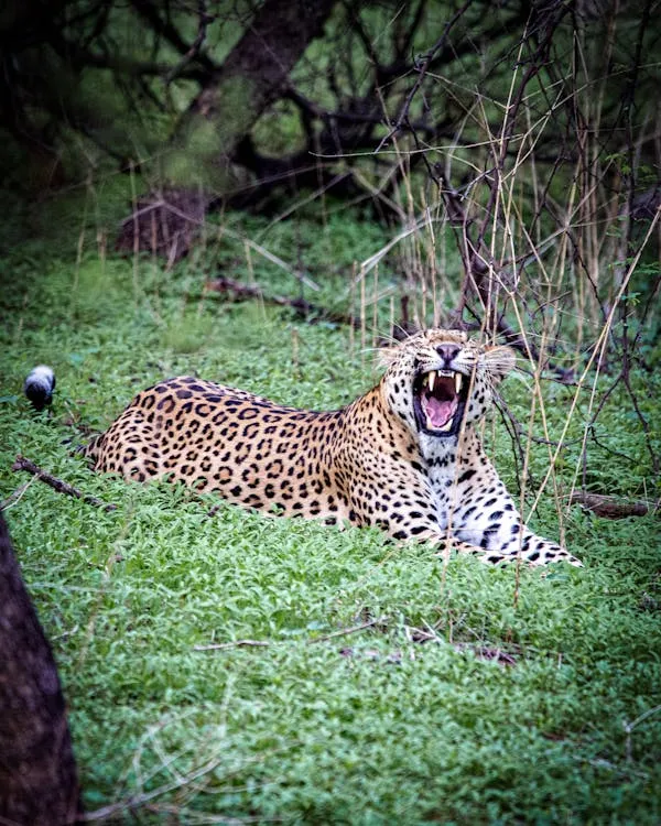 Relaxed Leopard Lying in Green Grass and Yawning Wallpaper