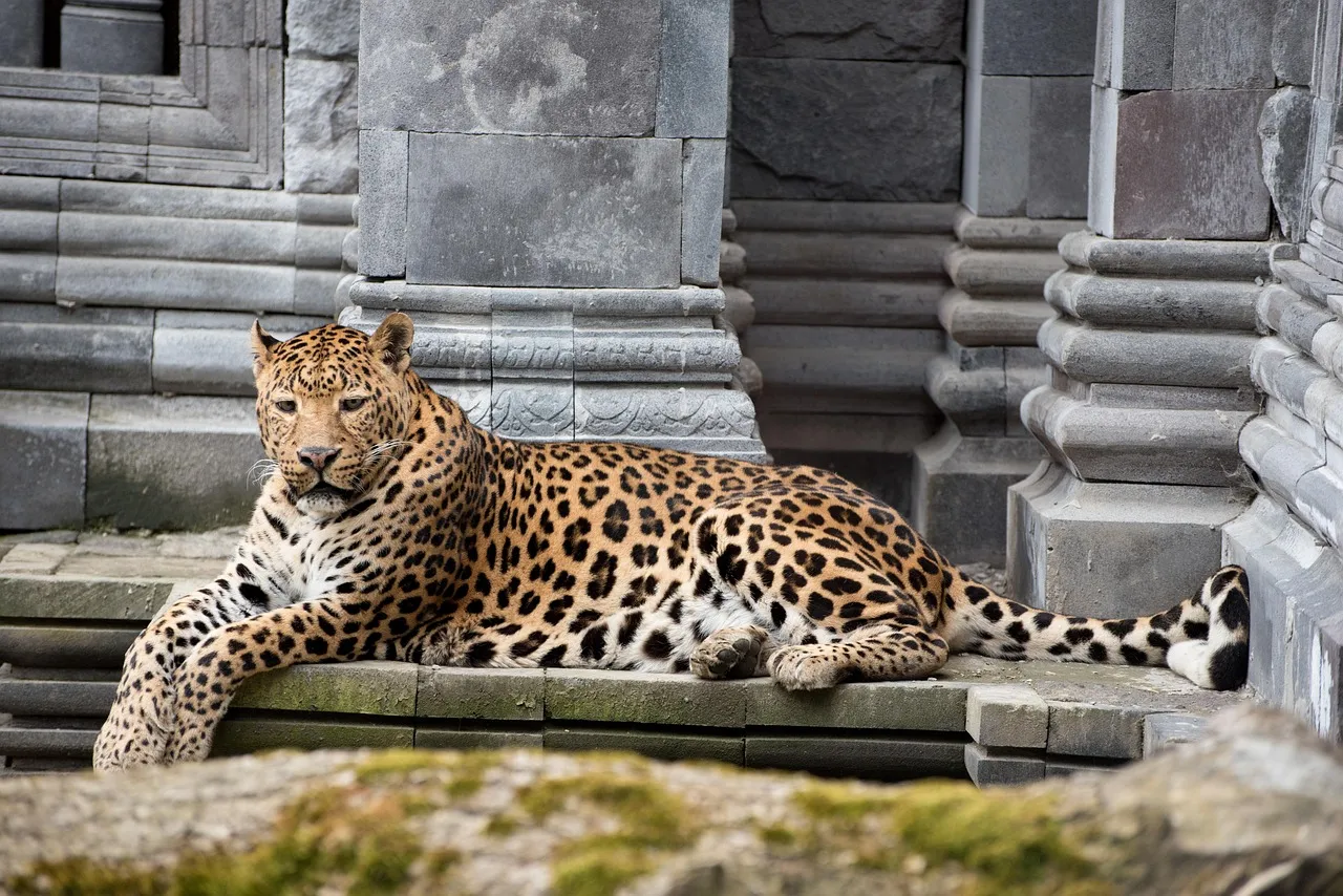 Relaxed Leopard Resting on Ancient Stone Steps HD Wallpaper