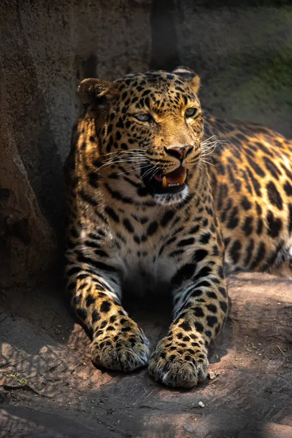 Resting Leopard Lying Close To Rocks in Jungle Shadows