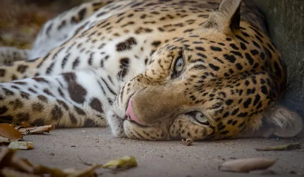 Resting Leopard Lying Down and Looking Calmly HD Wallpaper
