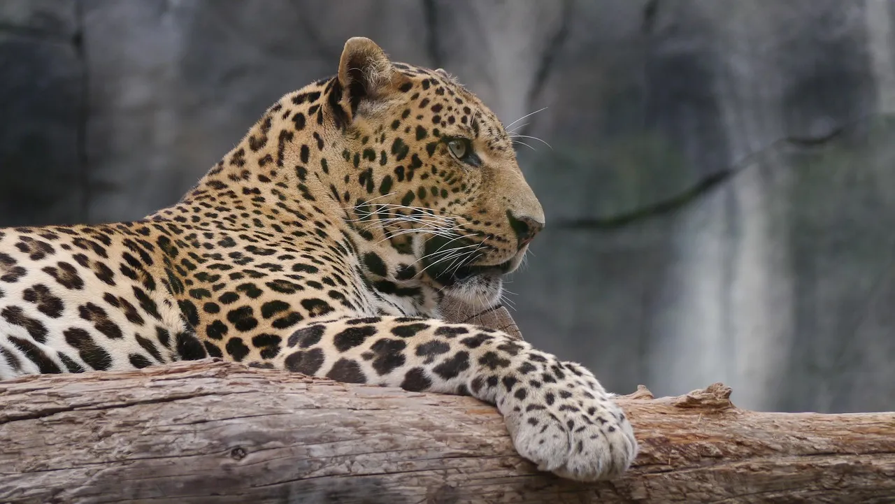 Resting Leopard Lying on Wood Edge Wildlife Photography