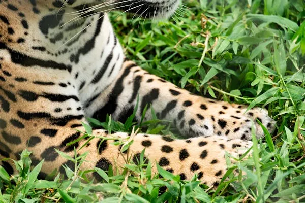 Resting Leopard Paw Seen Clearly in Fresh Green Grass