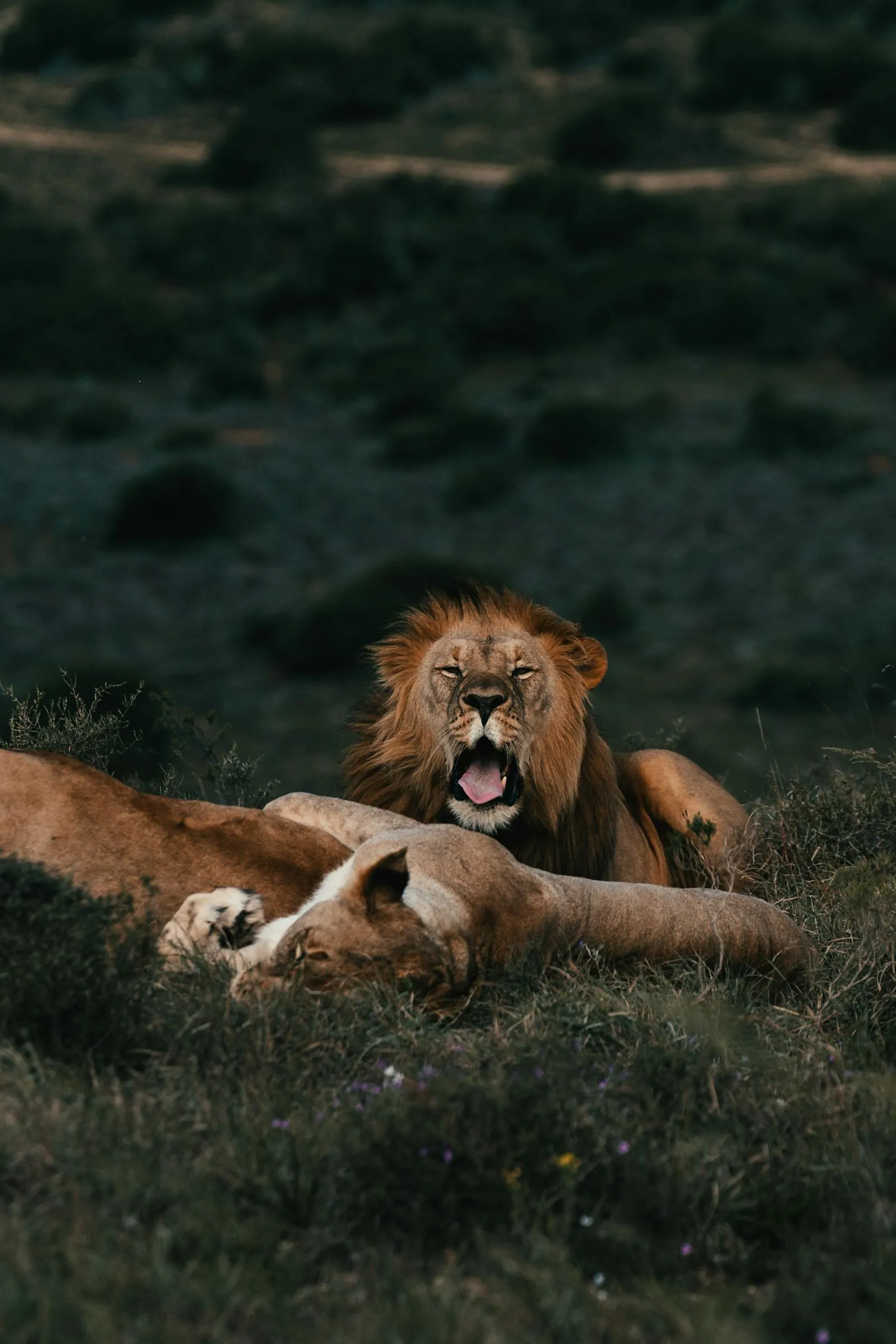 Resting Male Lion Yawning Beside Sleeping Lioness Wallpaper