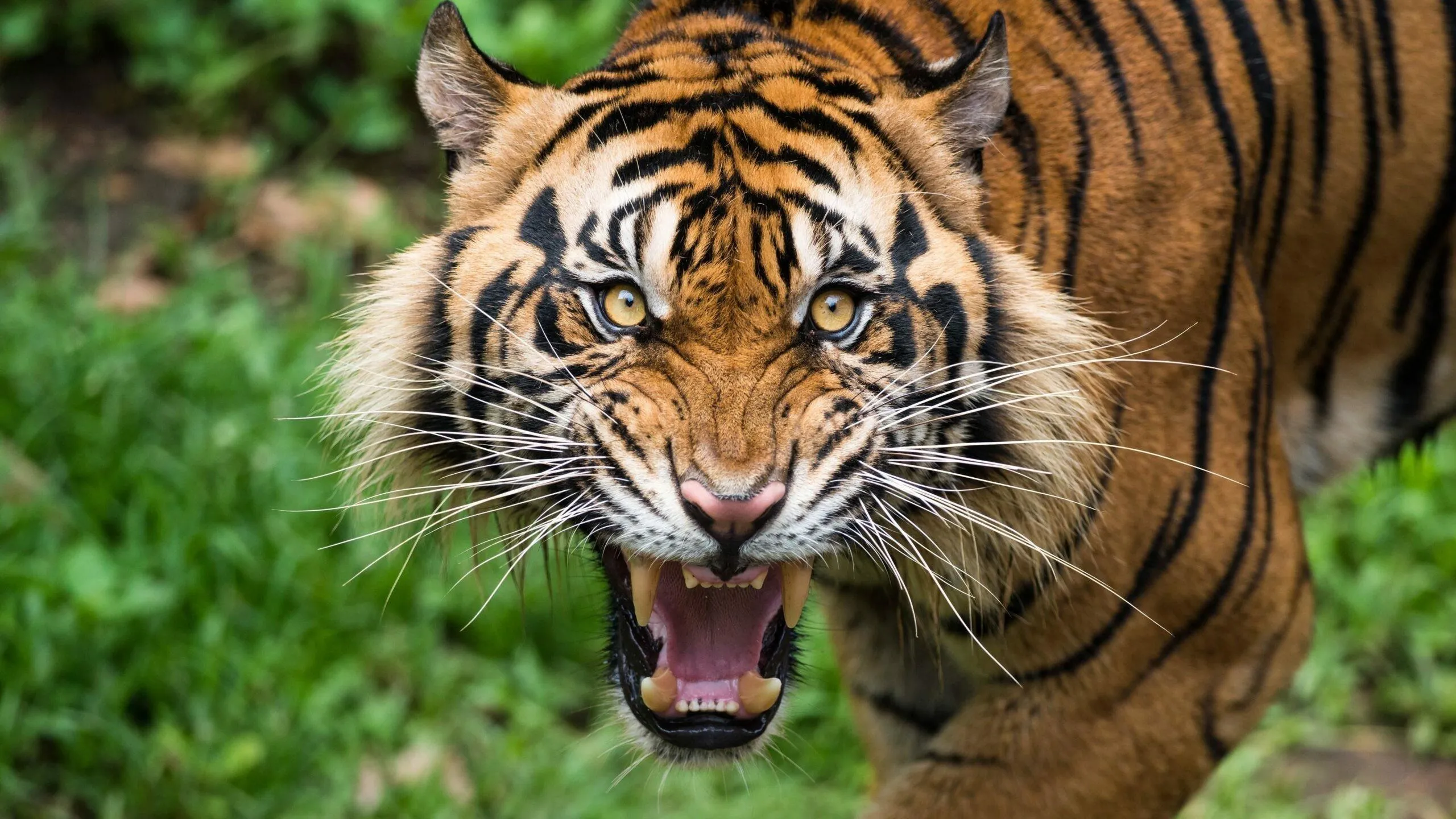Roaring Tiger Close Up Jungle Big Predator HD Wallpaper