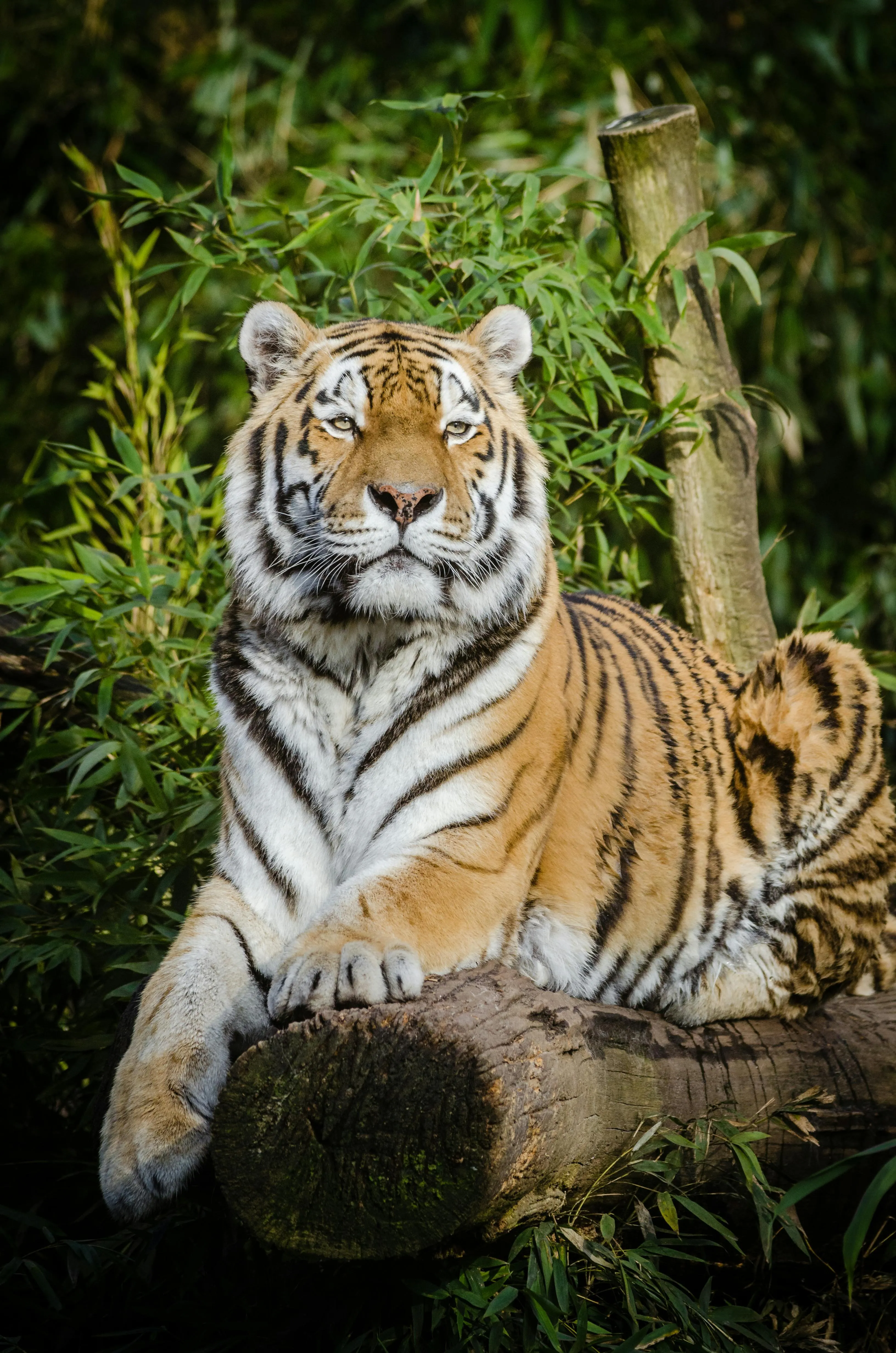 Royal Tiger HD Wildlife Wallpaper Download For Free
