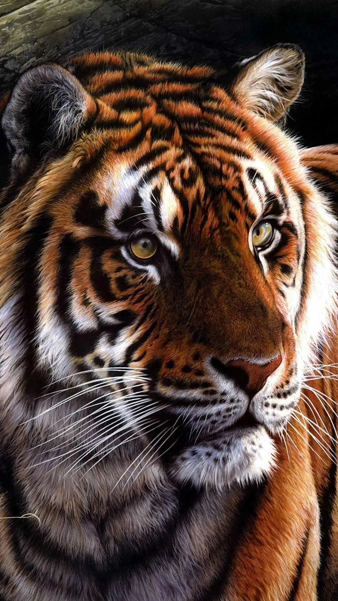 Royal Tiger Looking Up Stunning Wallpaper For Free