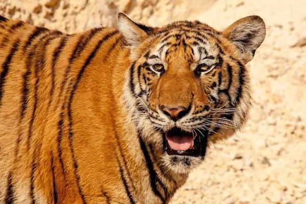 Royal Tiger Roars To Fear The Wild Animals Aggressive Wallpaper