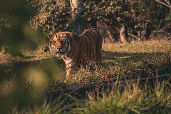 Royal Tiger Walking In The Forest And Watching Intense Image