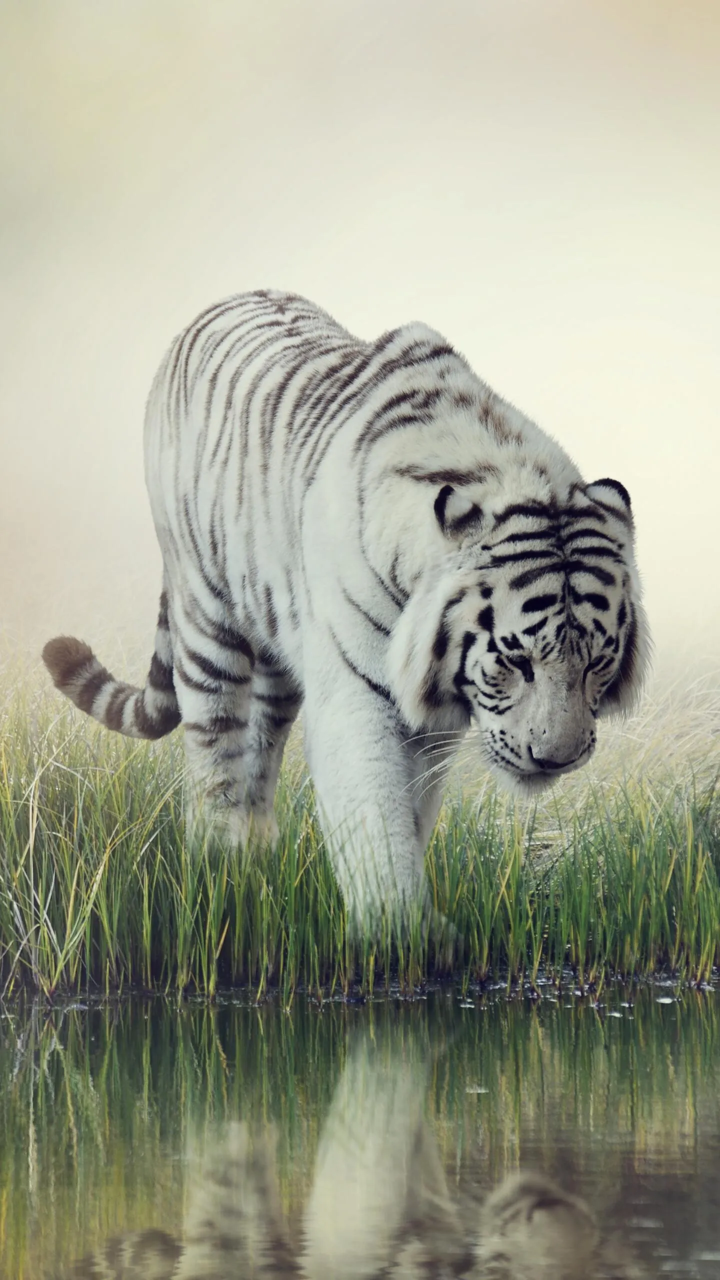 Royal White Tiger Near The Pond To Drink Water Wallpaper