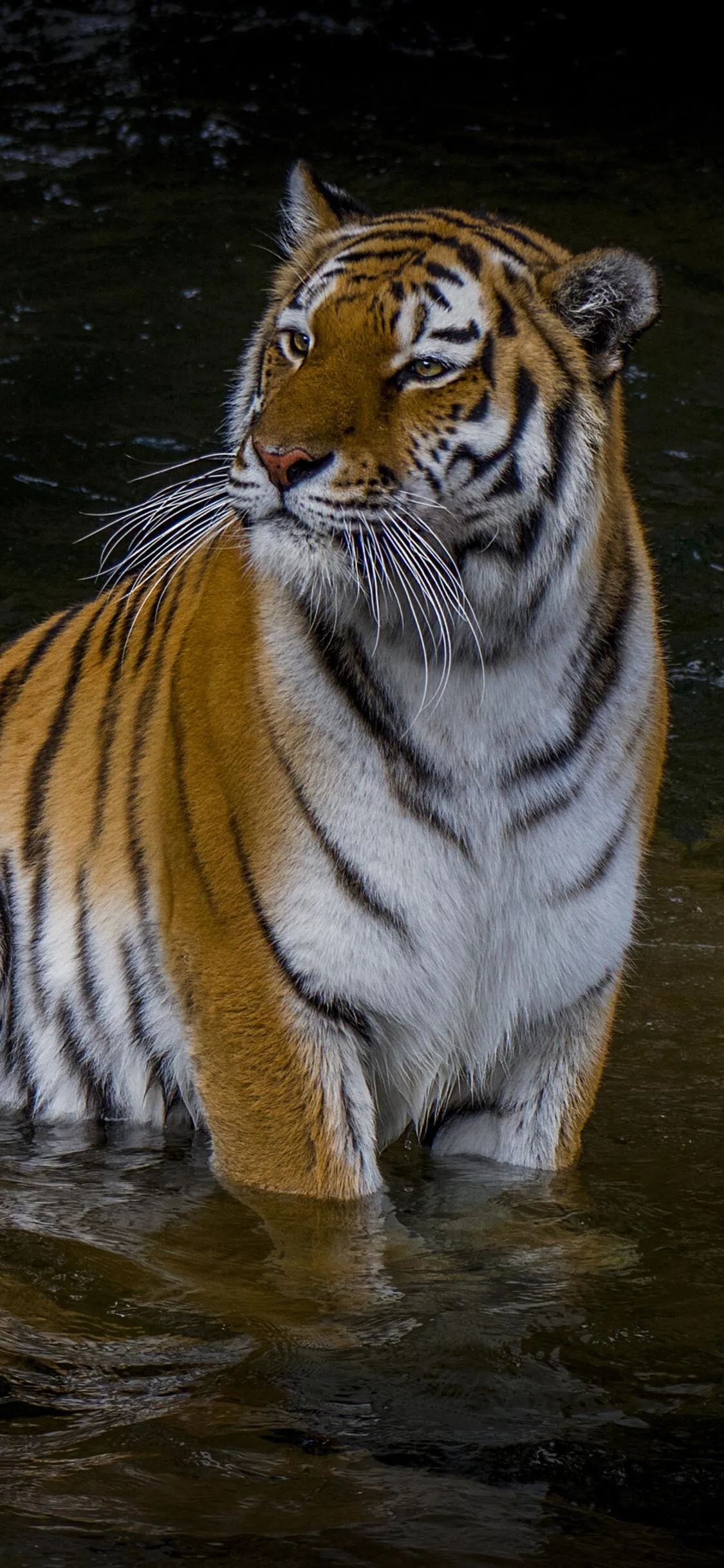 Siberian Tiger Standing In Water Majestic Wildlife Photo