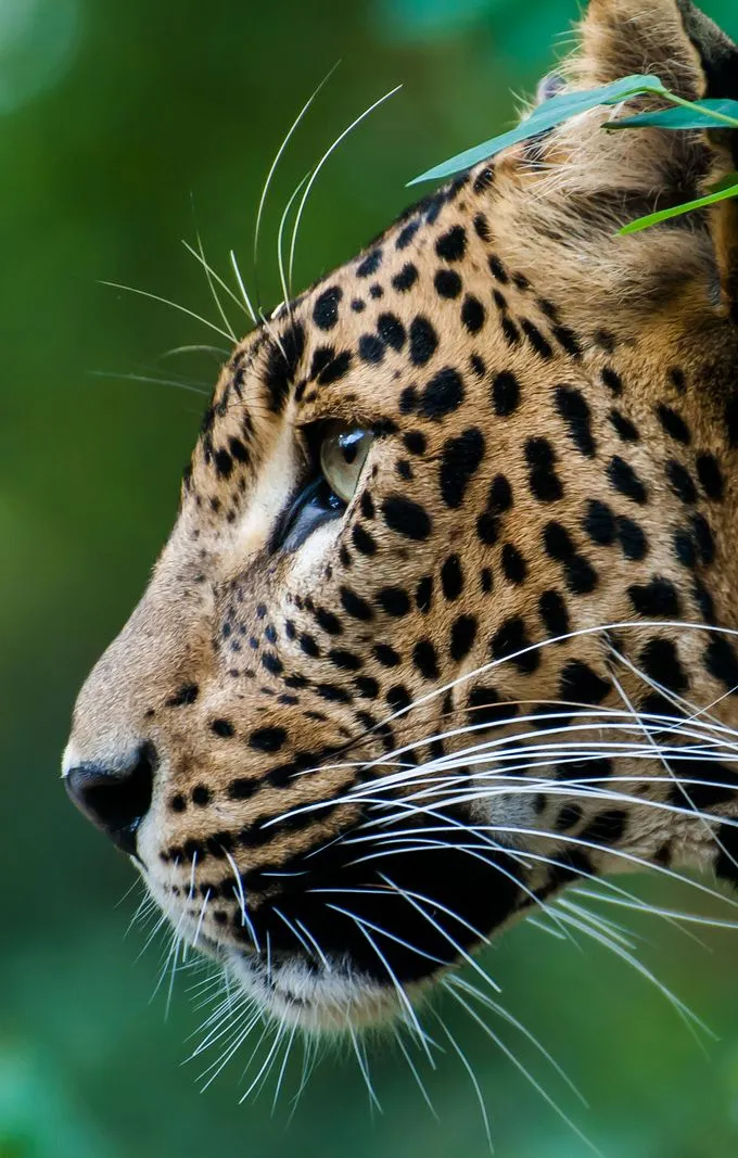 Side Close Up View of Leopard Face Showing Calm Expression
