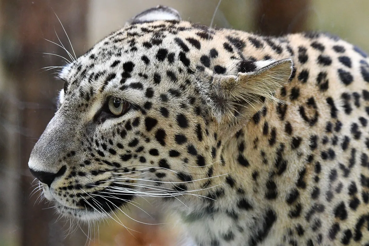 Side Close Up View of Leopard Looking Intensely HD Wallpaper