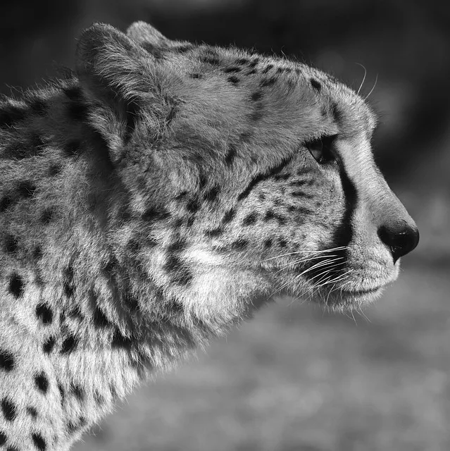 Side View of Cheetah Looking Sharply Wildlife Wallpaper