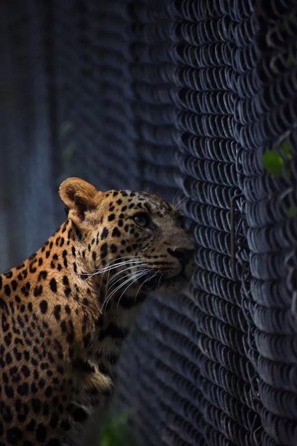 Side View of Leopard Gazing at the Fence Free Wallpaper