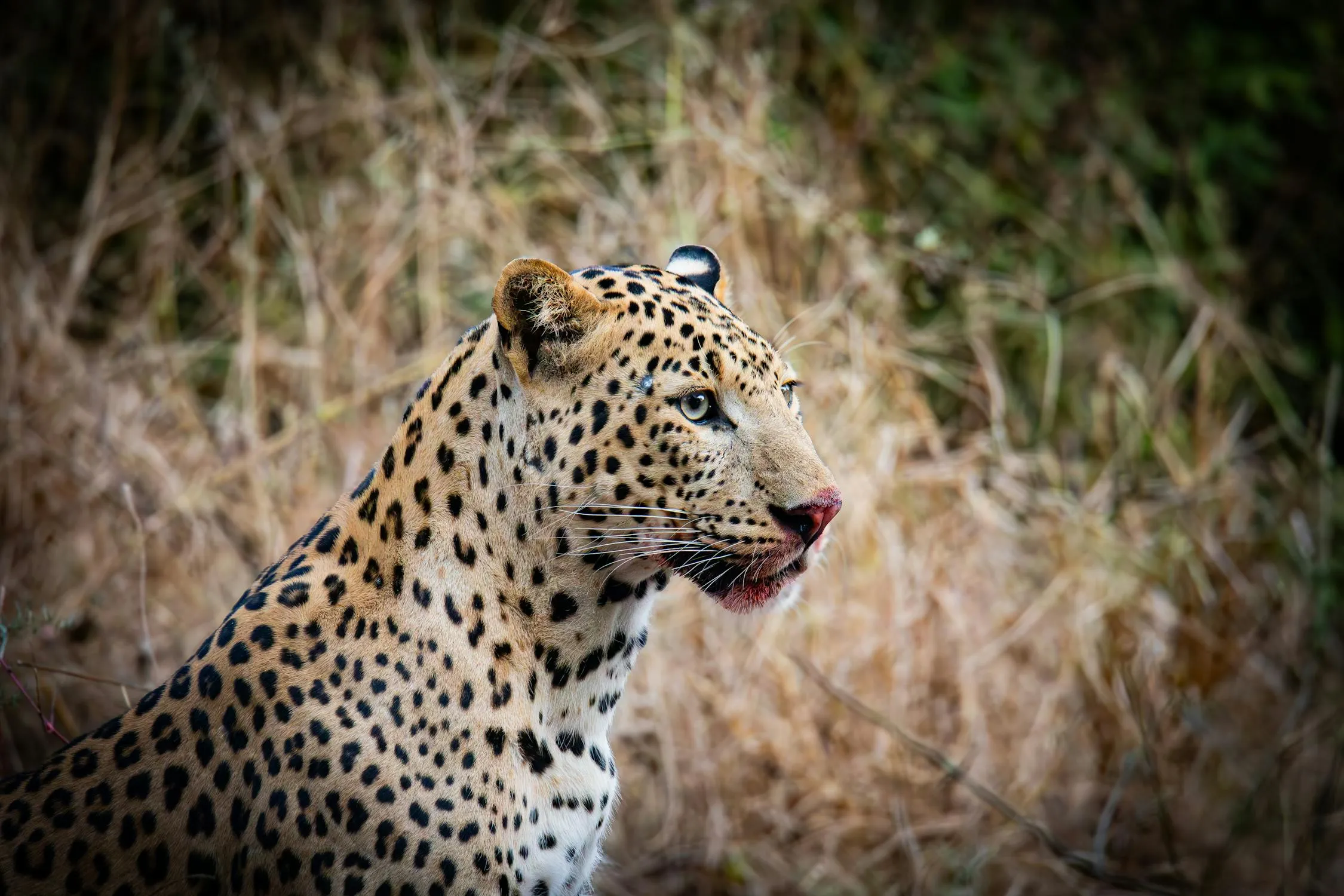 Side View of Leopard Looking Sharply Landscape Wallpaper